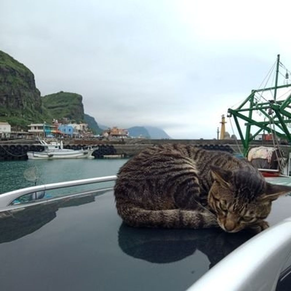ねこプリン