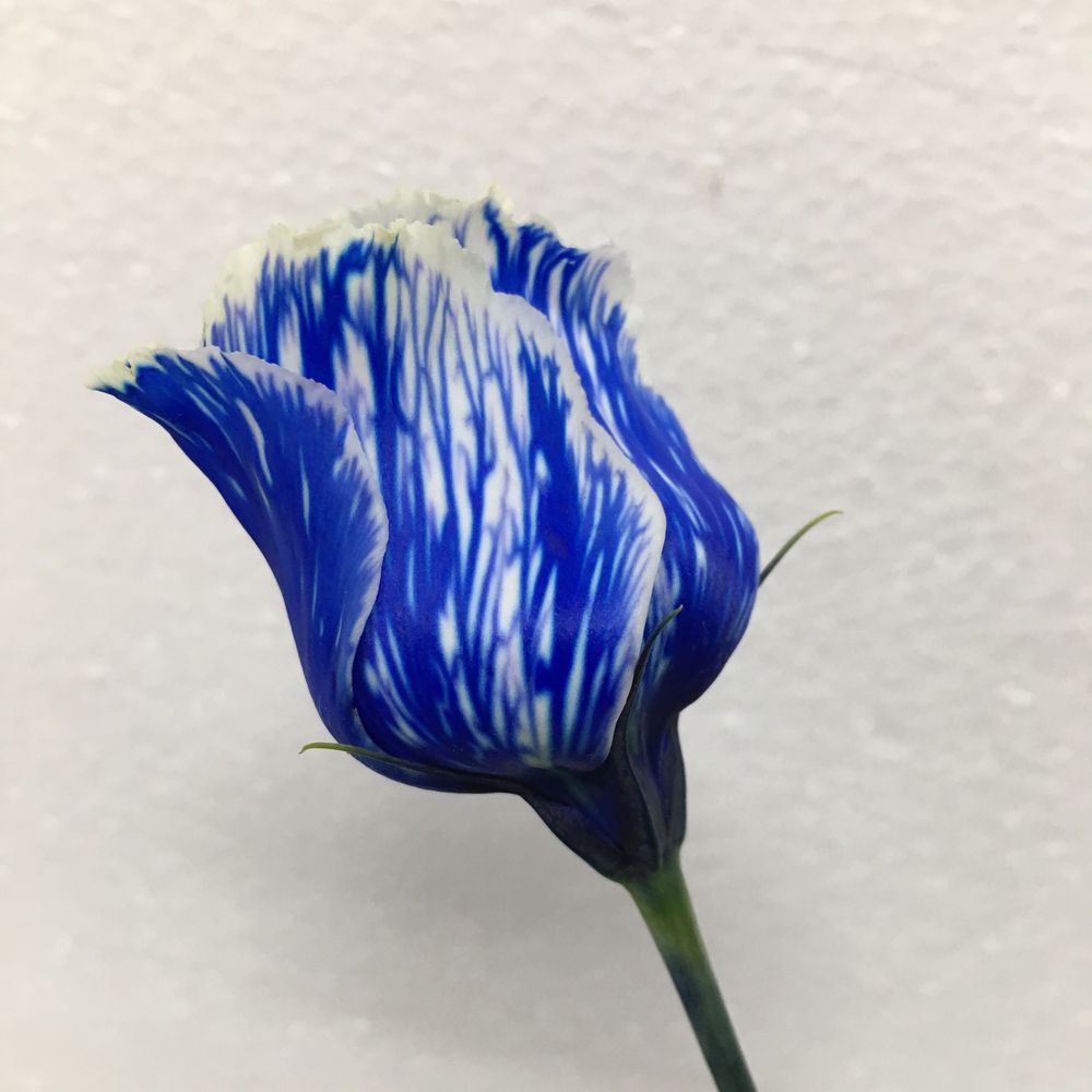 ヌベス