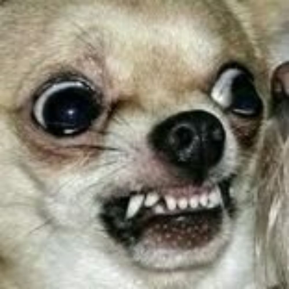 Daggeto