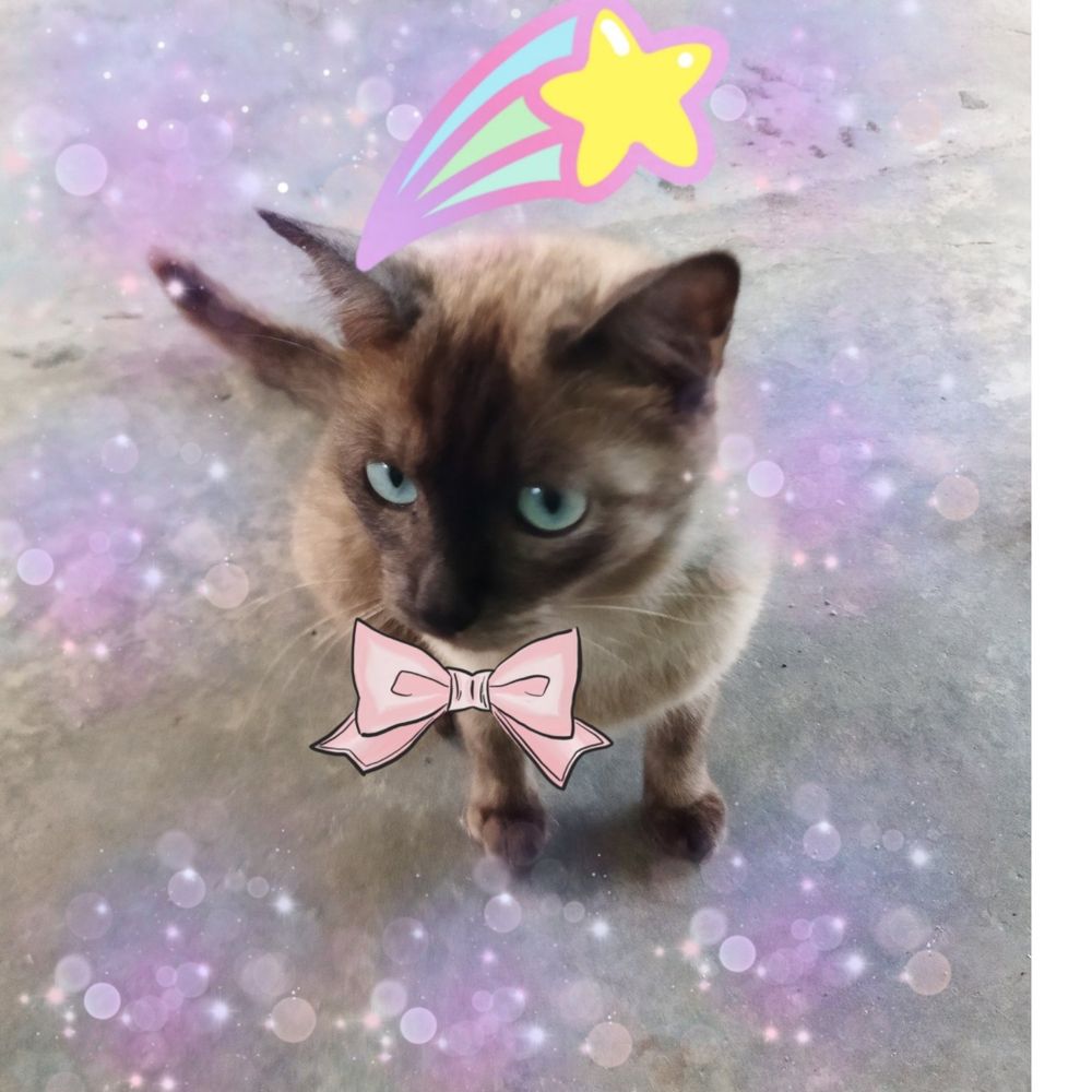 ไรอั้นจ้าาาา🐱🐱🐱