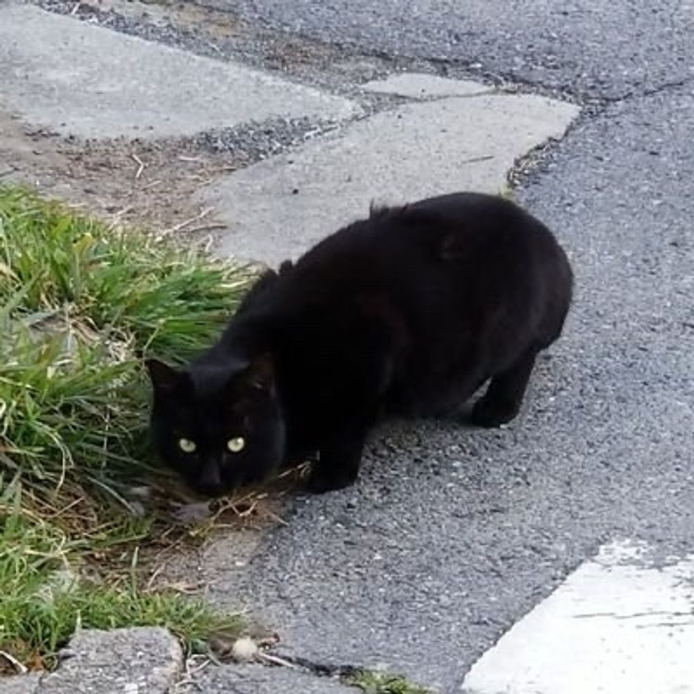 いろほしe