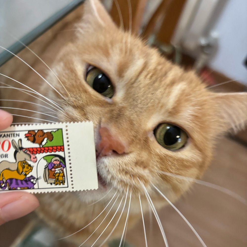🍊Maomi🍊