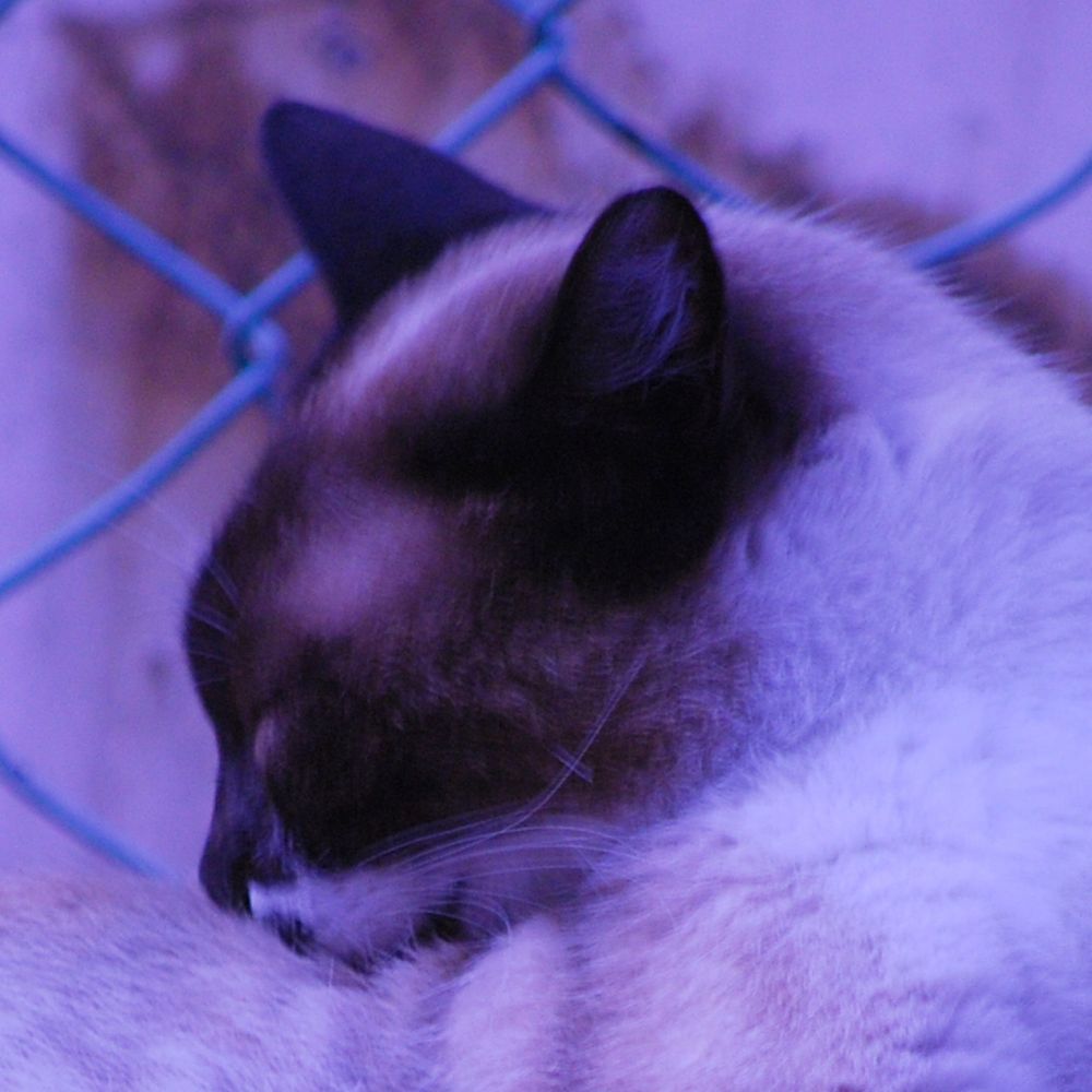 のろねこ