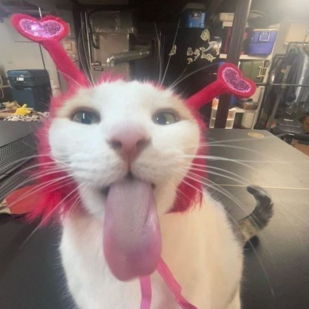 Marcellinha