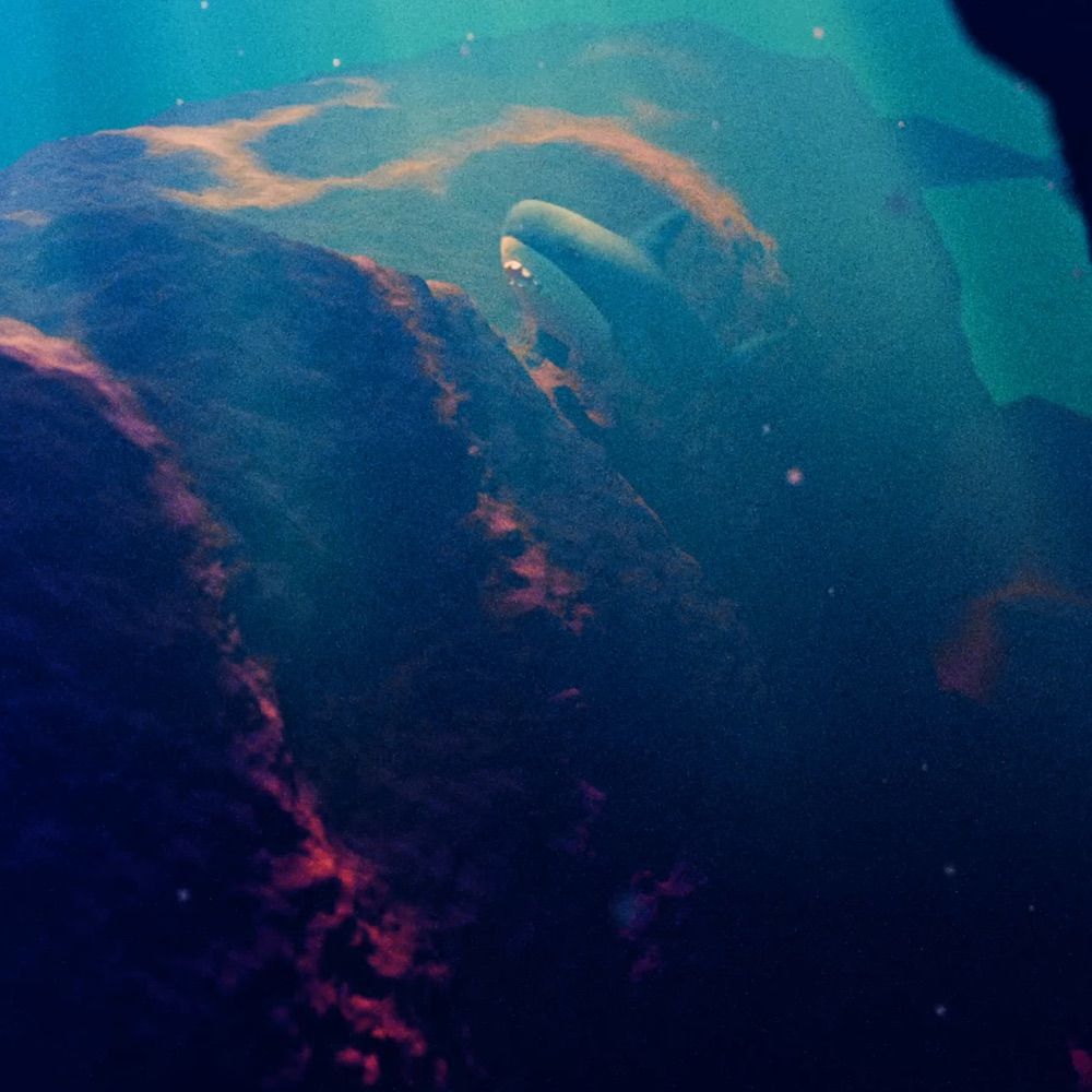 whaleboi24
