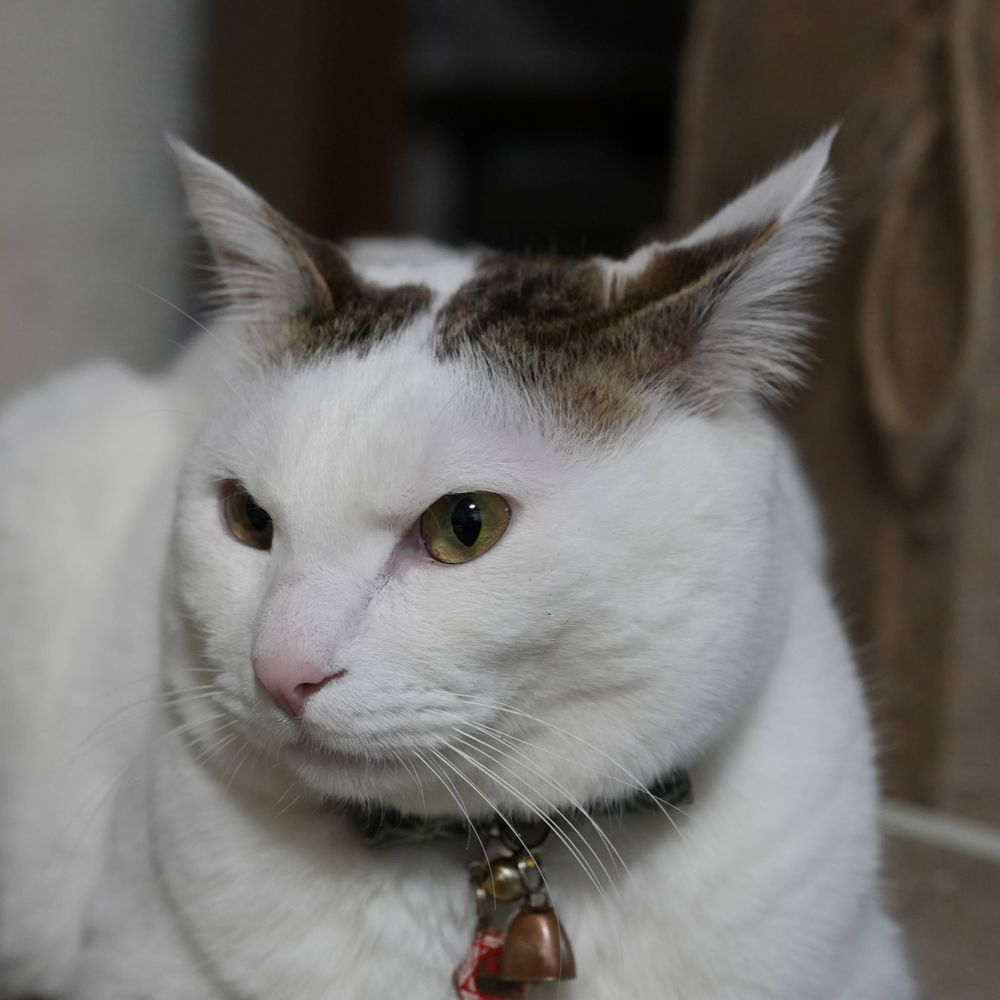シロの飼い主