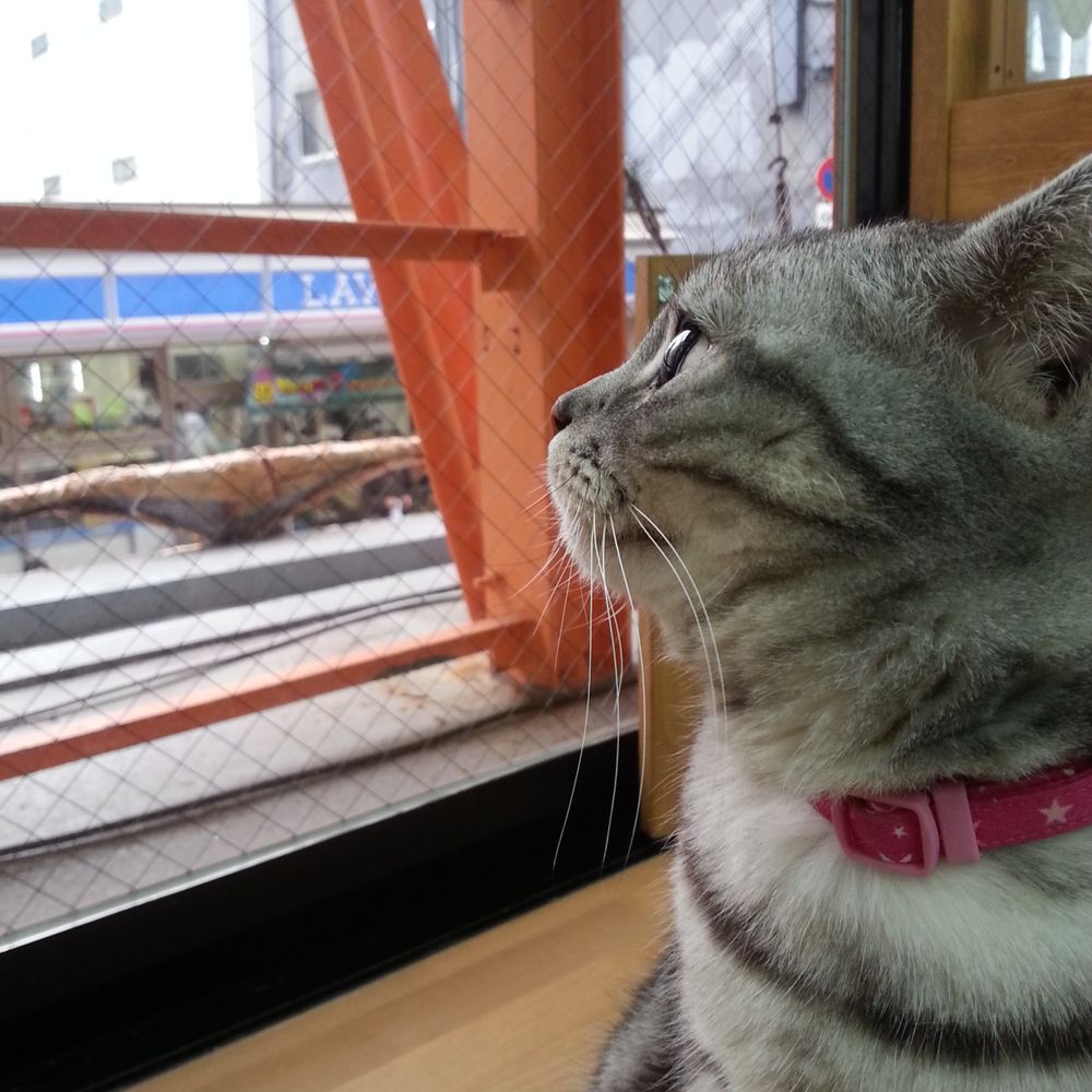 みーにゃ