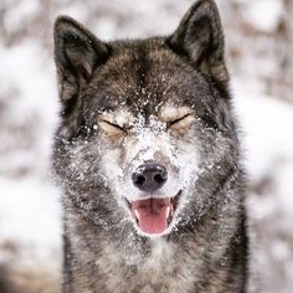 WolfmanComplex