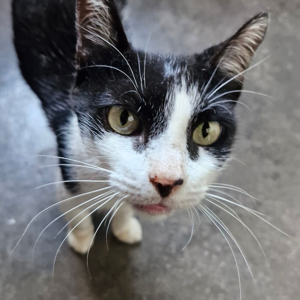 Gonçalo do Prexecão 😈