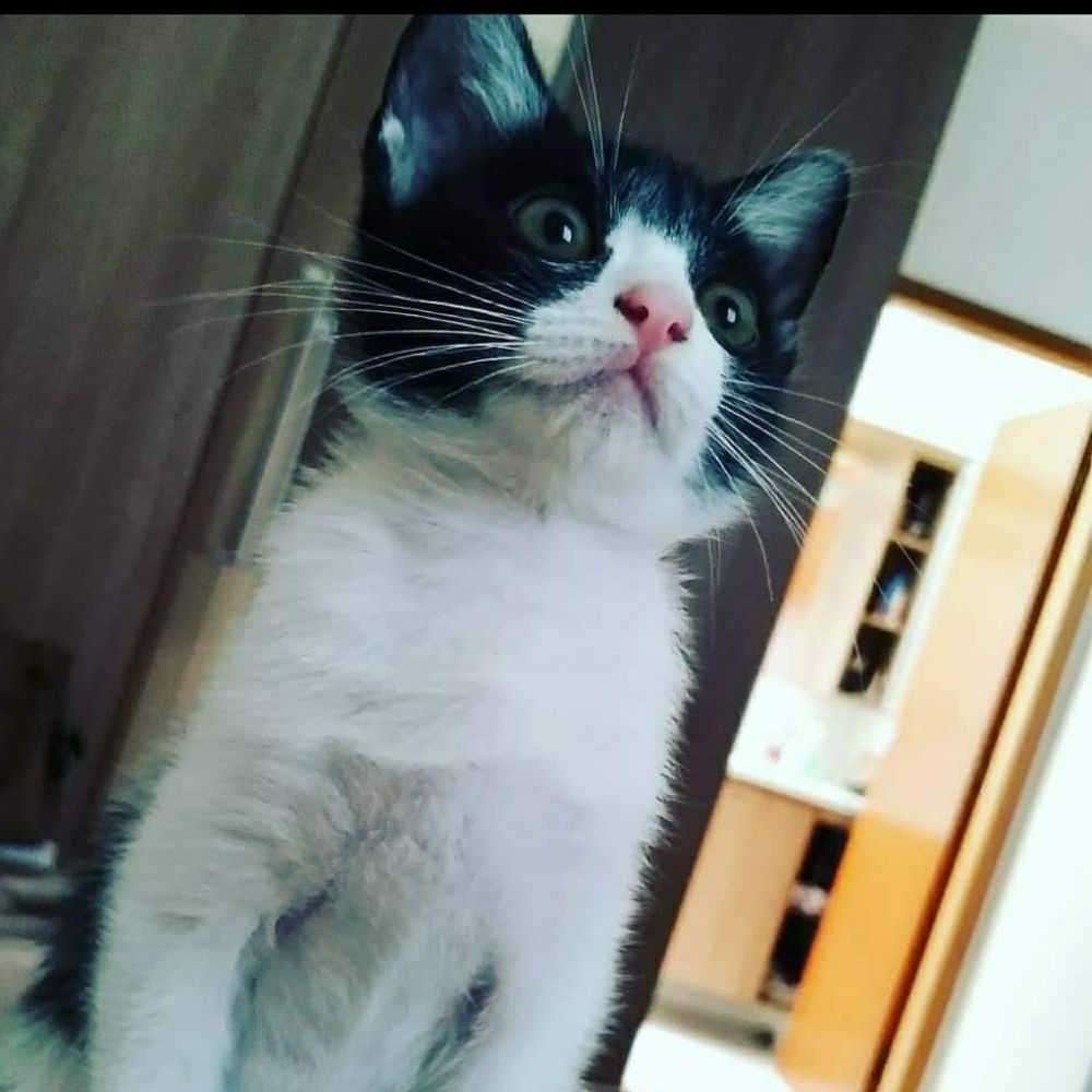 Nomeeky