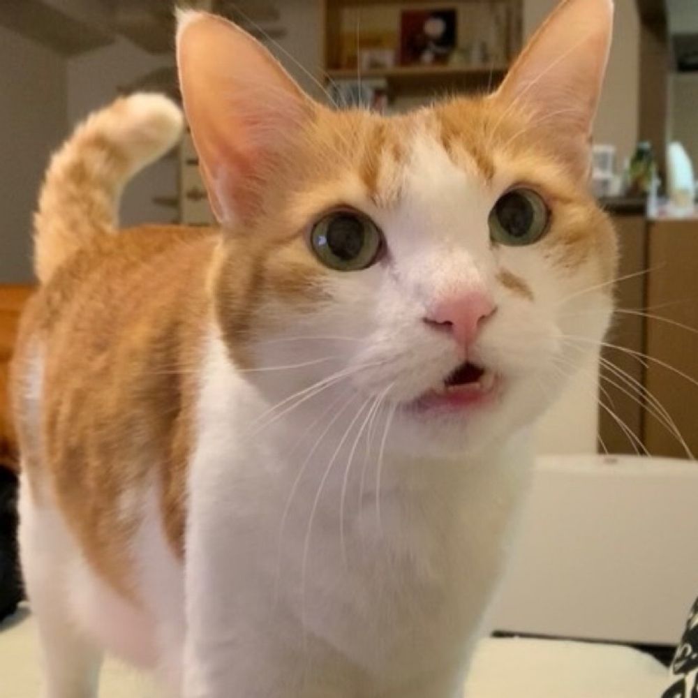 しょうまる