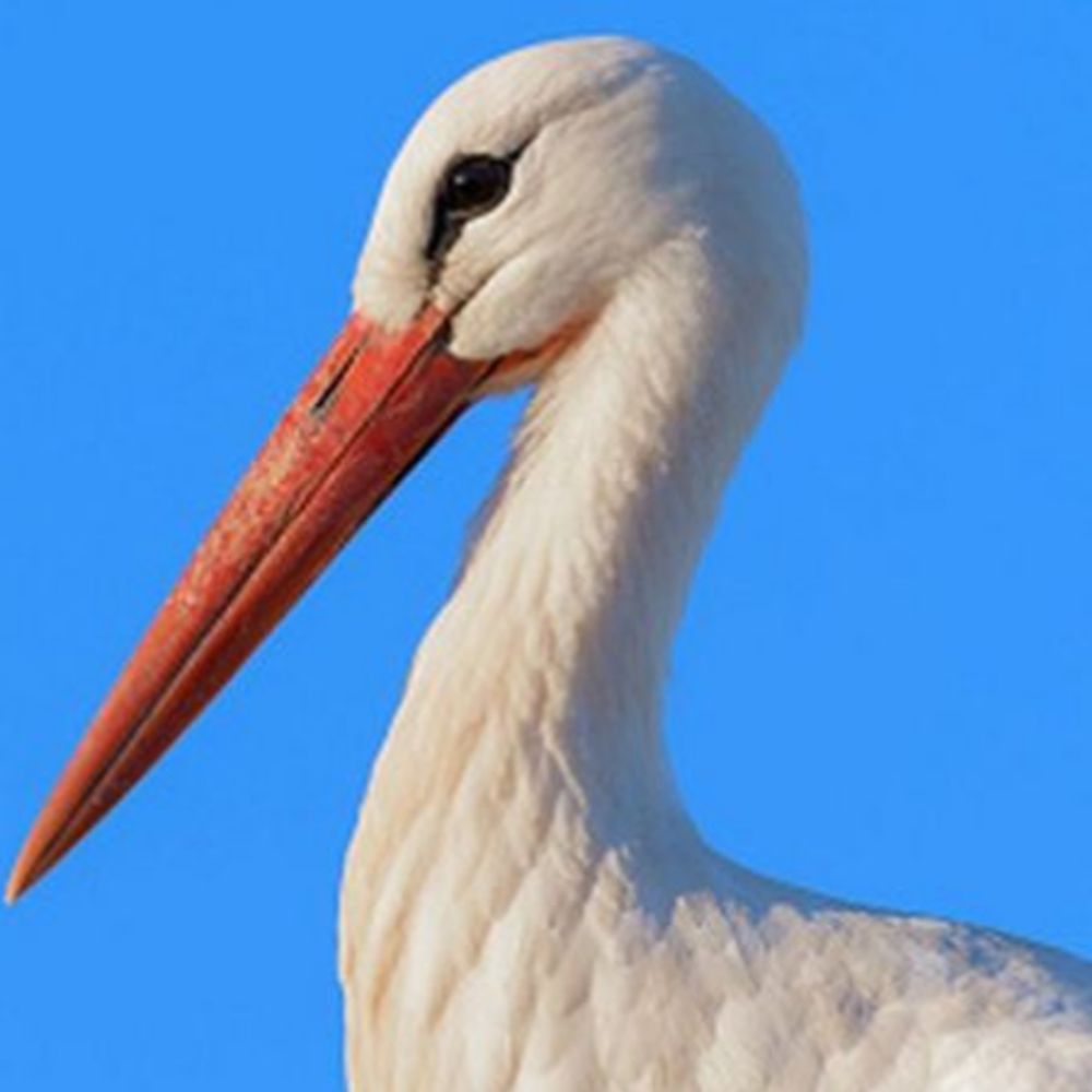 Stork