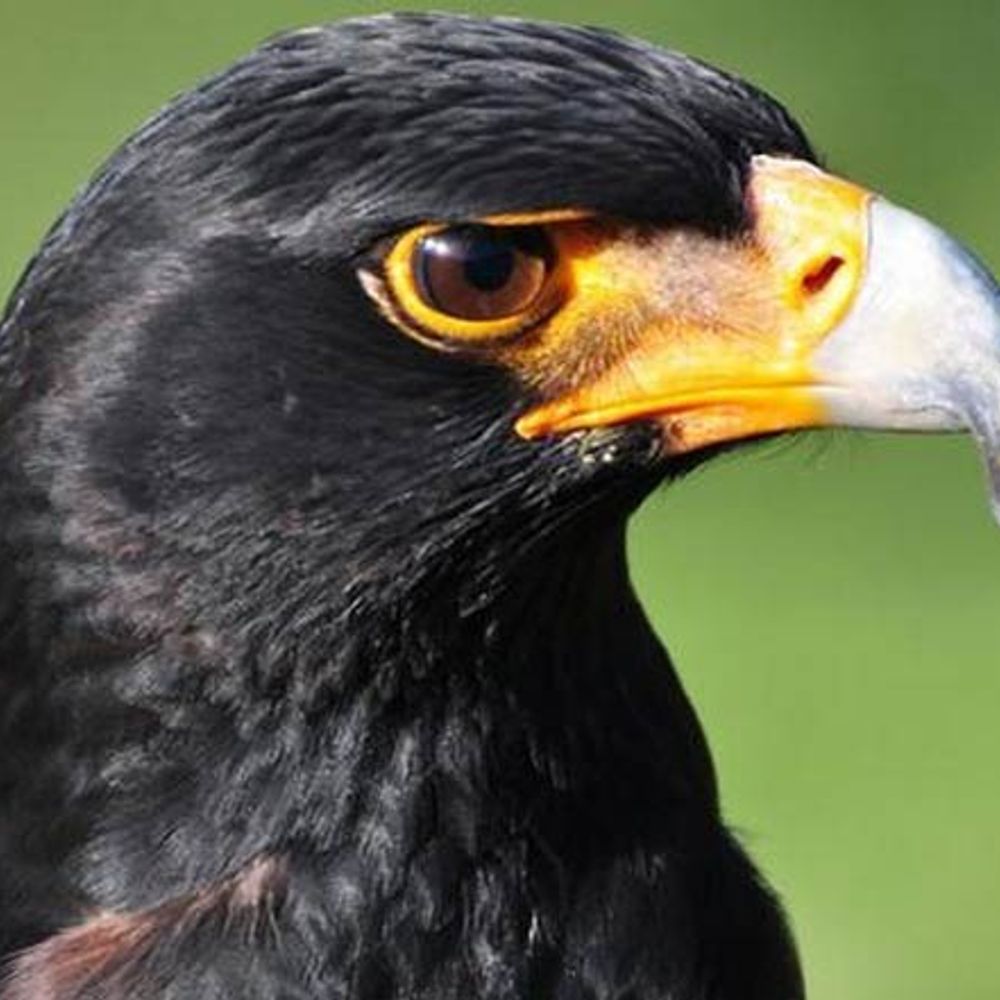 Galehawk