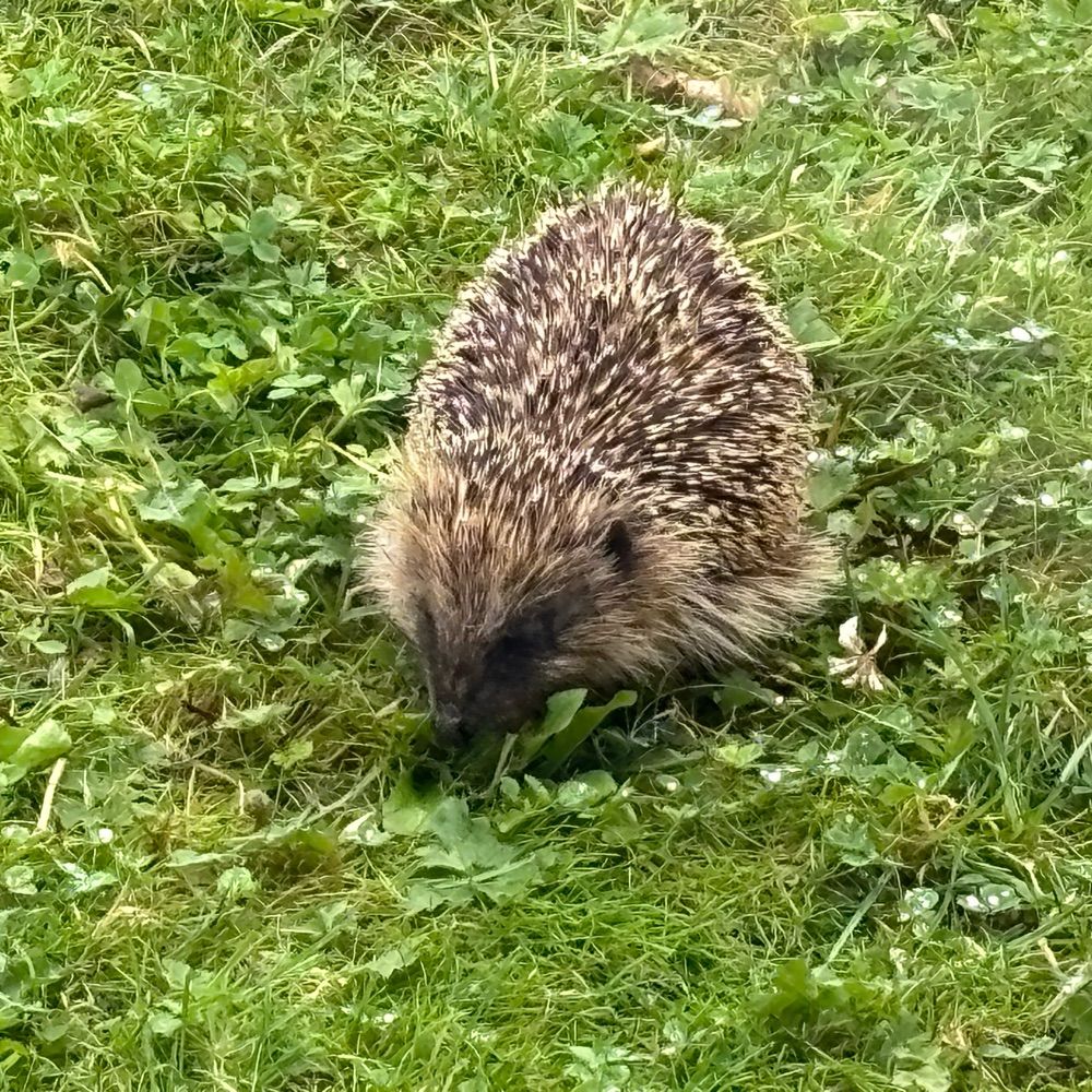 JoanneG🦔