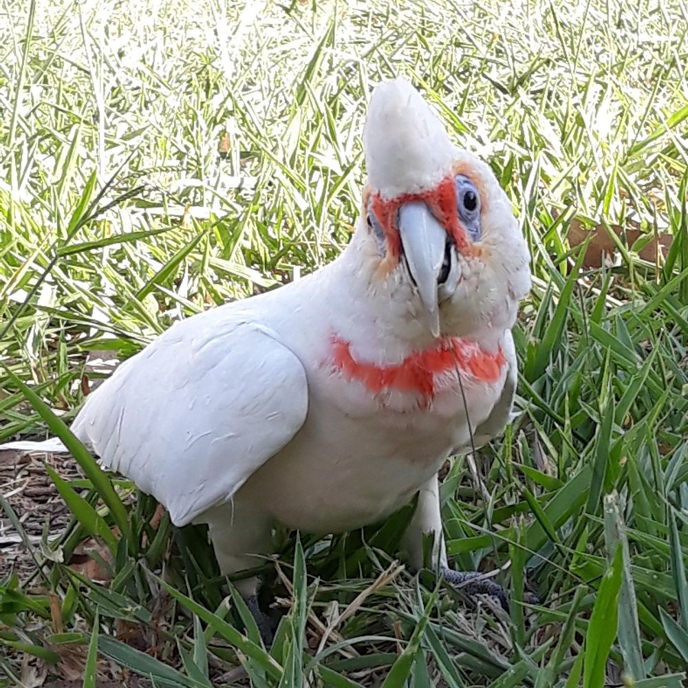 Gary The Birb