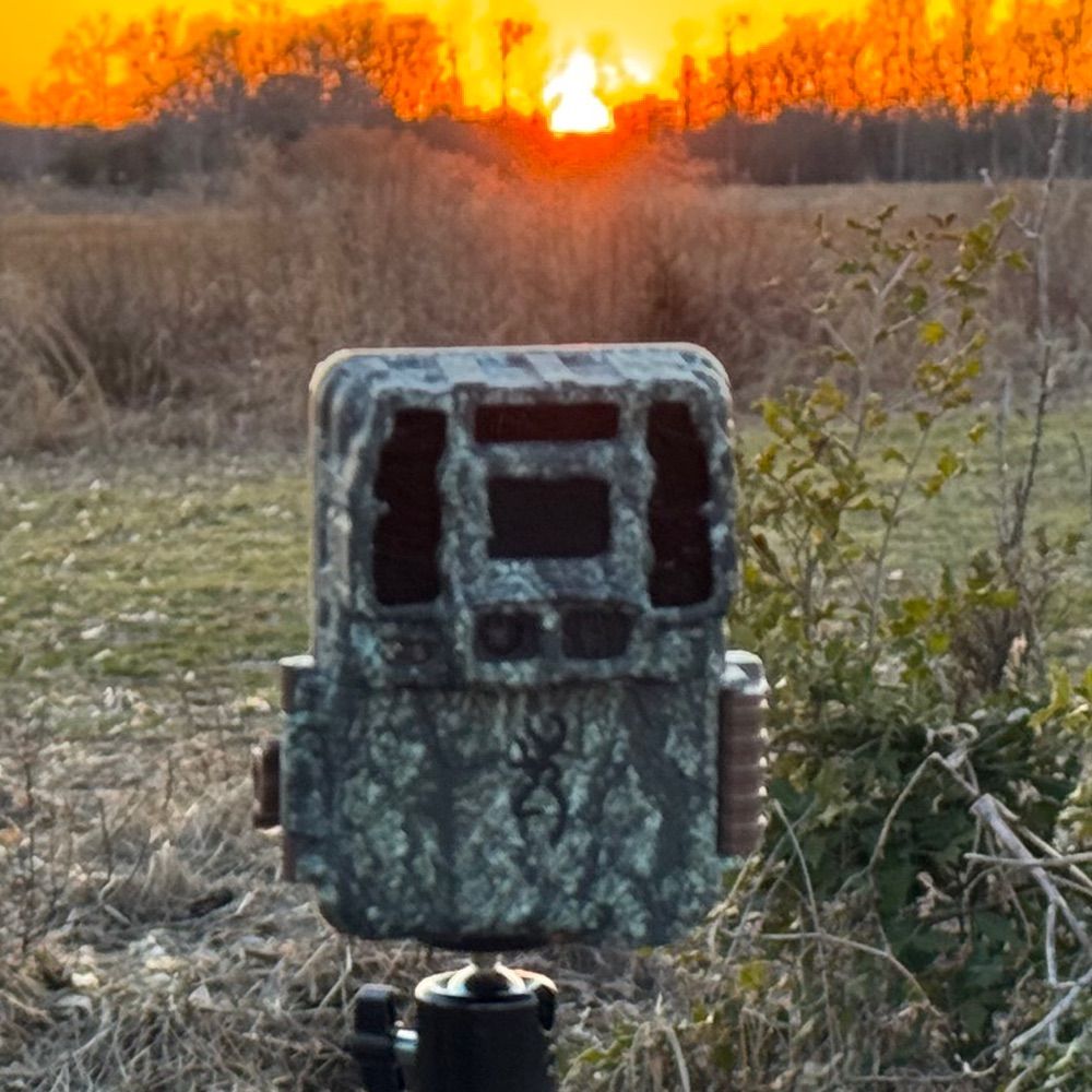 Trailcam Willie