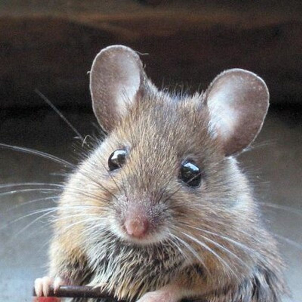 doermouse