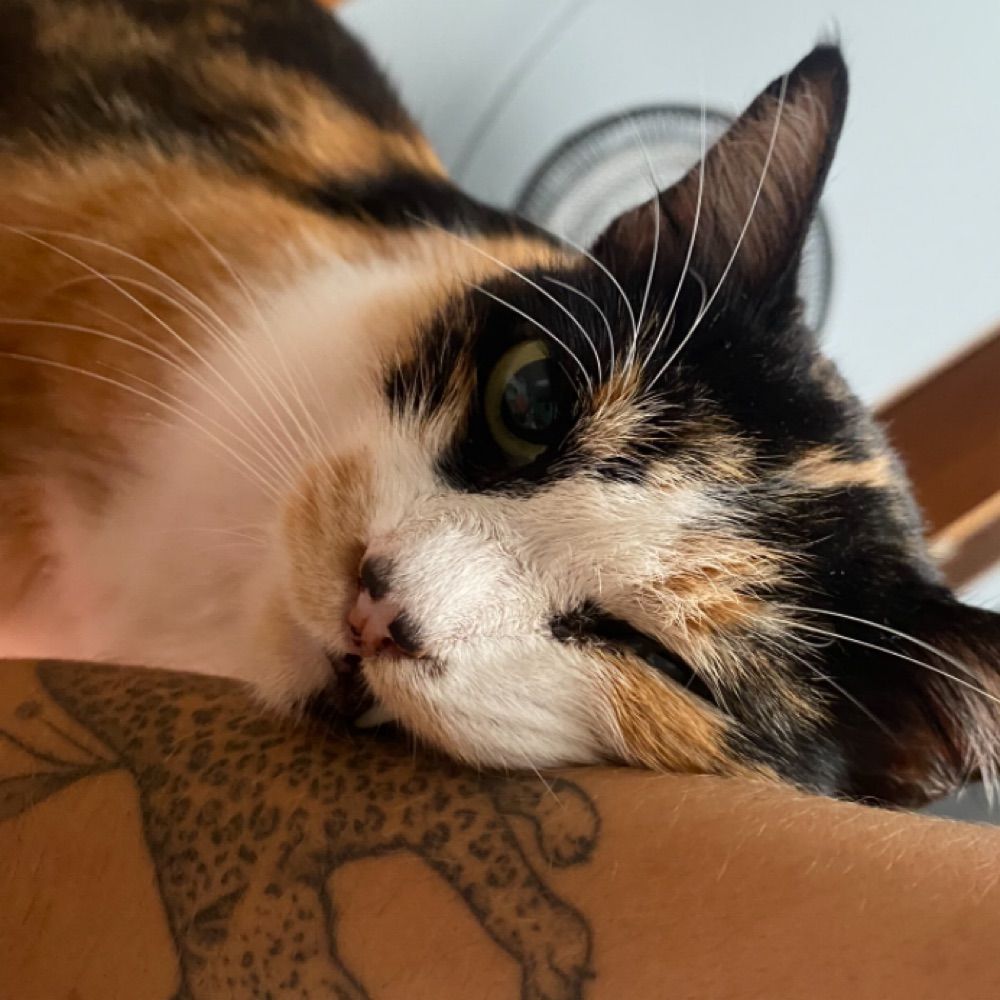 tatazinha