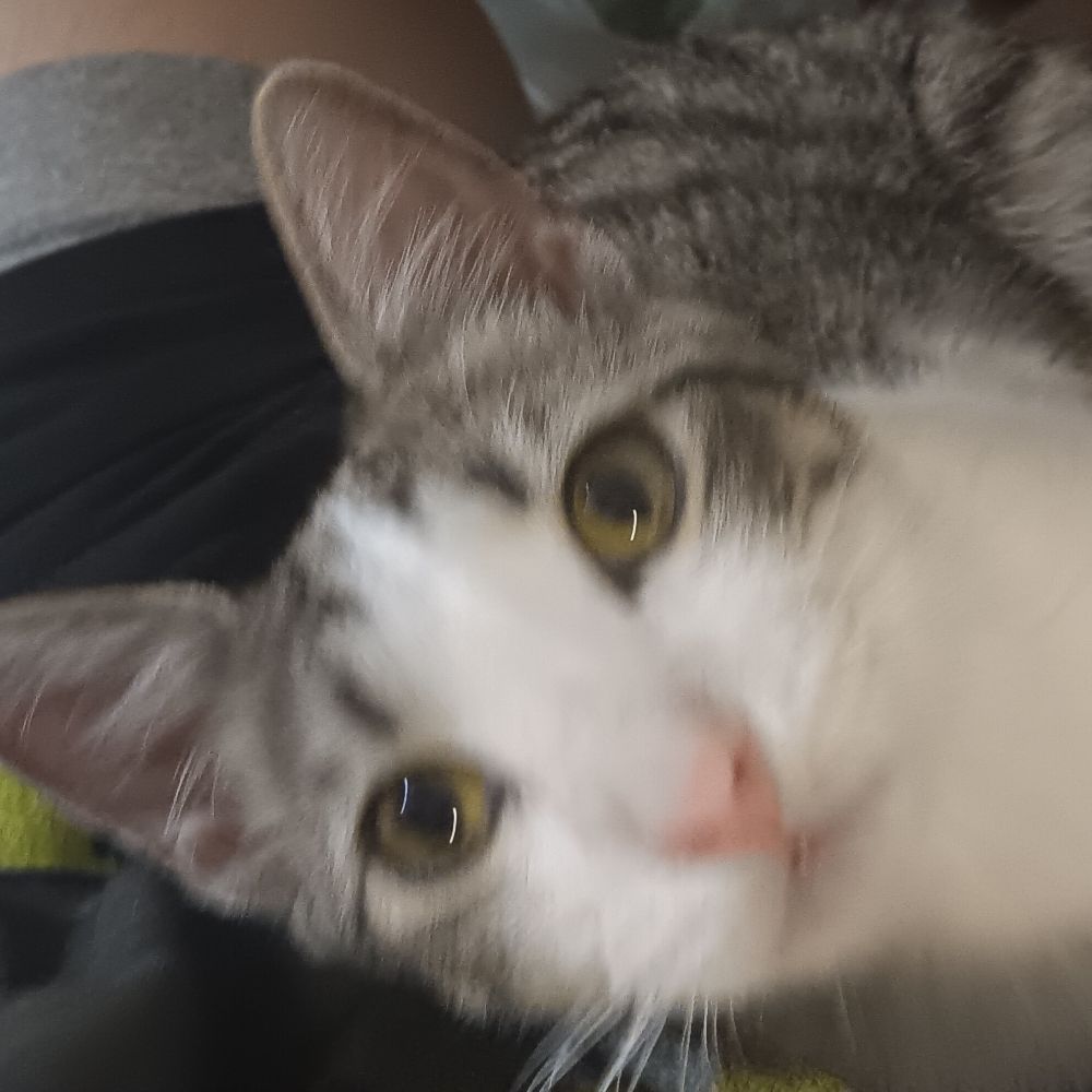 lulu 💥