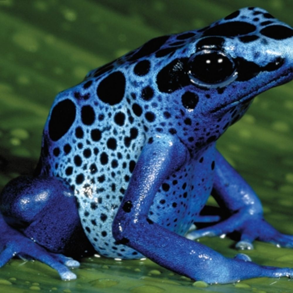 BlueFrog43