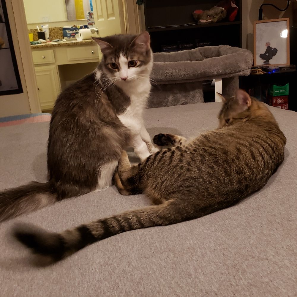 coven of kitties