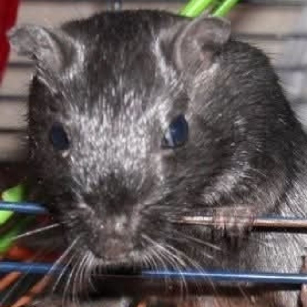 Ally Gothgerbil