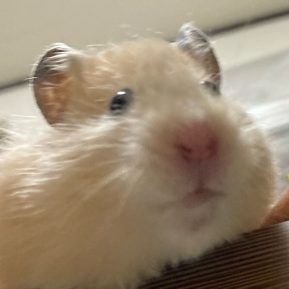 もふり