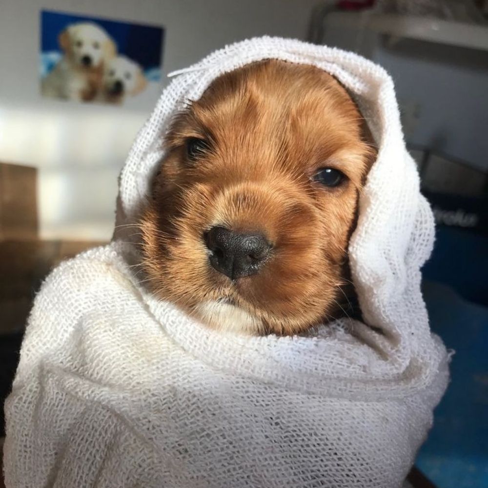 Hayley's cocker spaniels