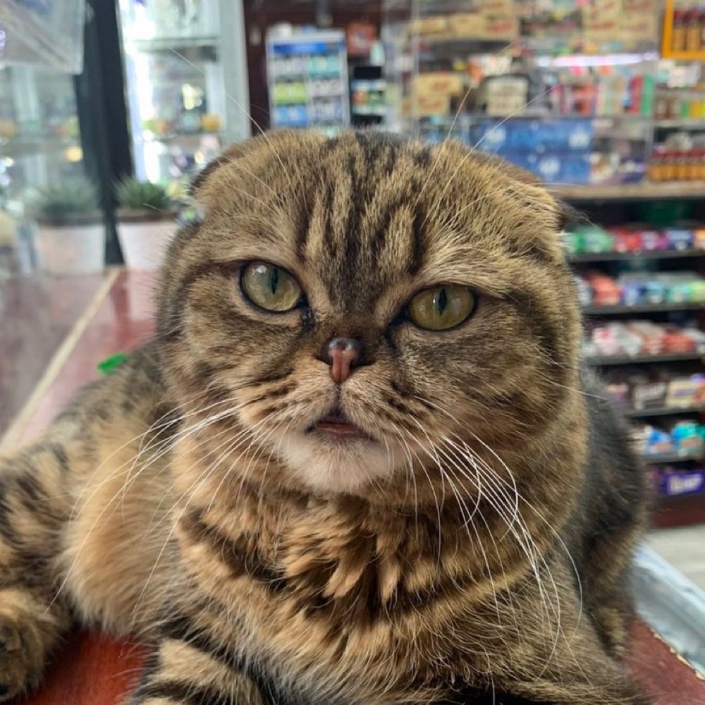 Bodega Cats