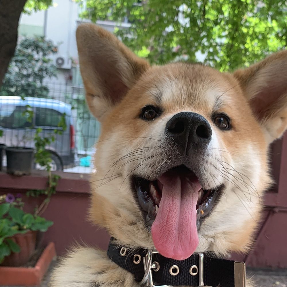 Bolt