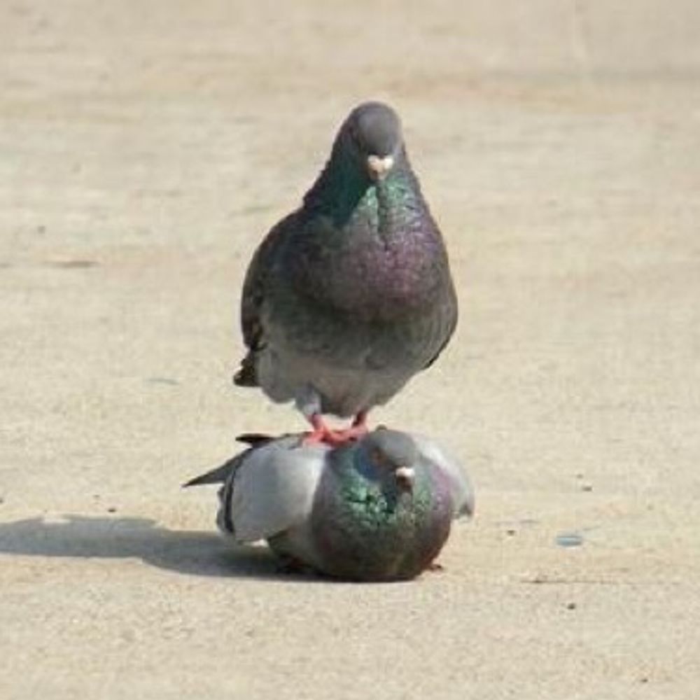 はと
