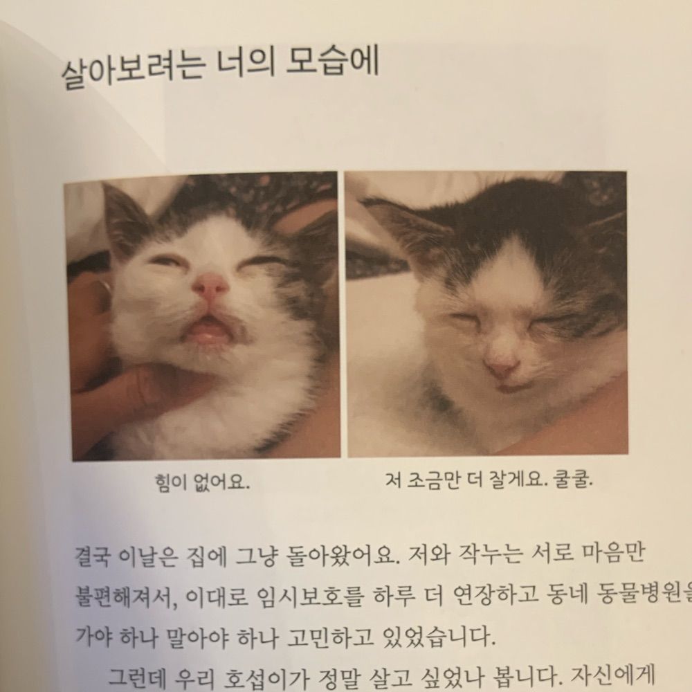 meow