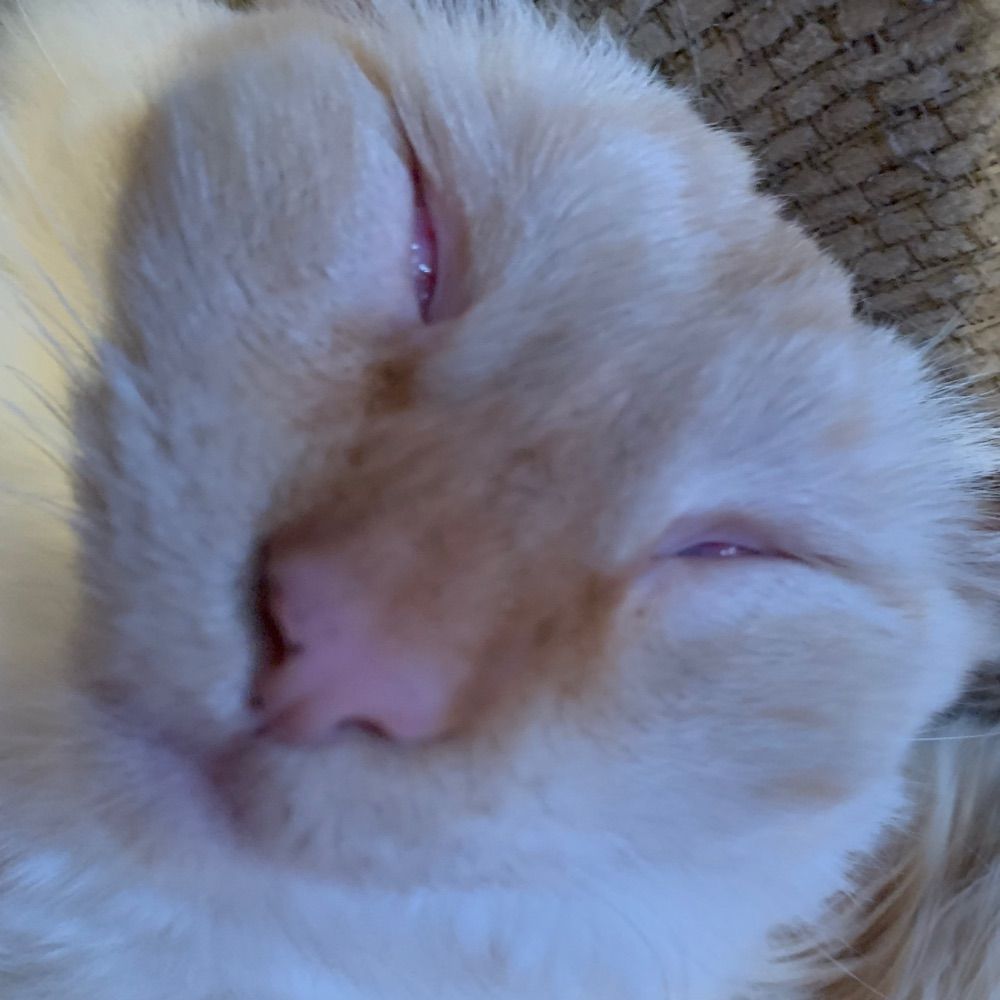 Toast Ed Marshmallow