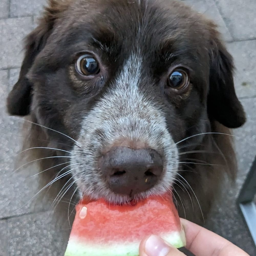 Yogi 🐶