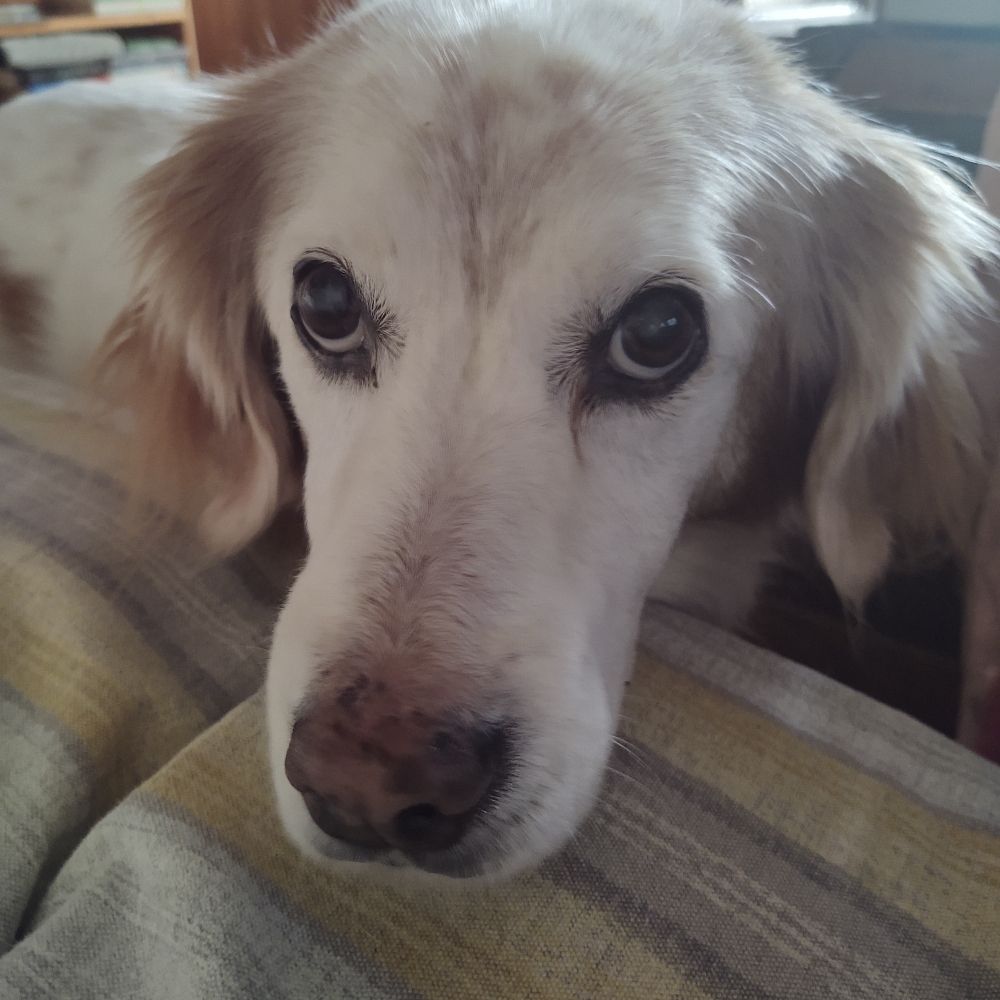 Meg