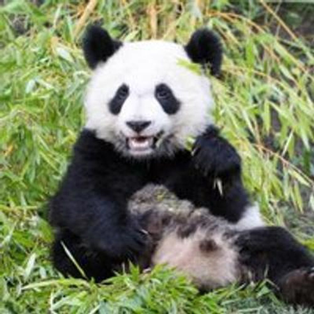 Yuan Meng Panda