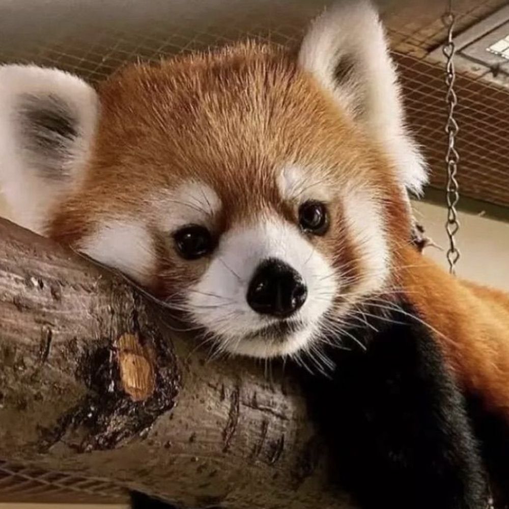 I'm a Red Panda