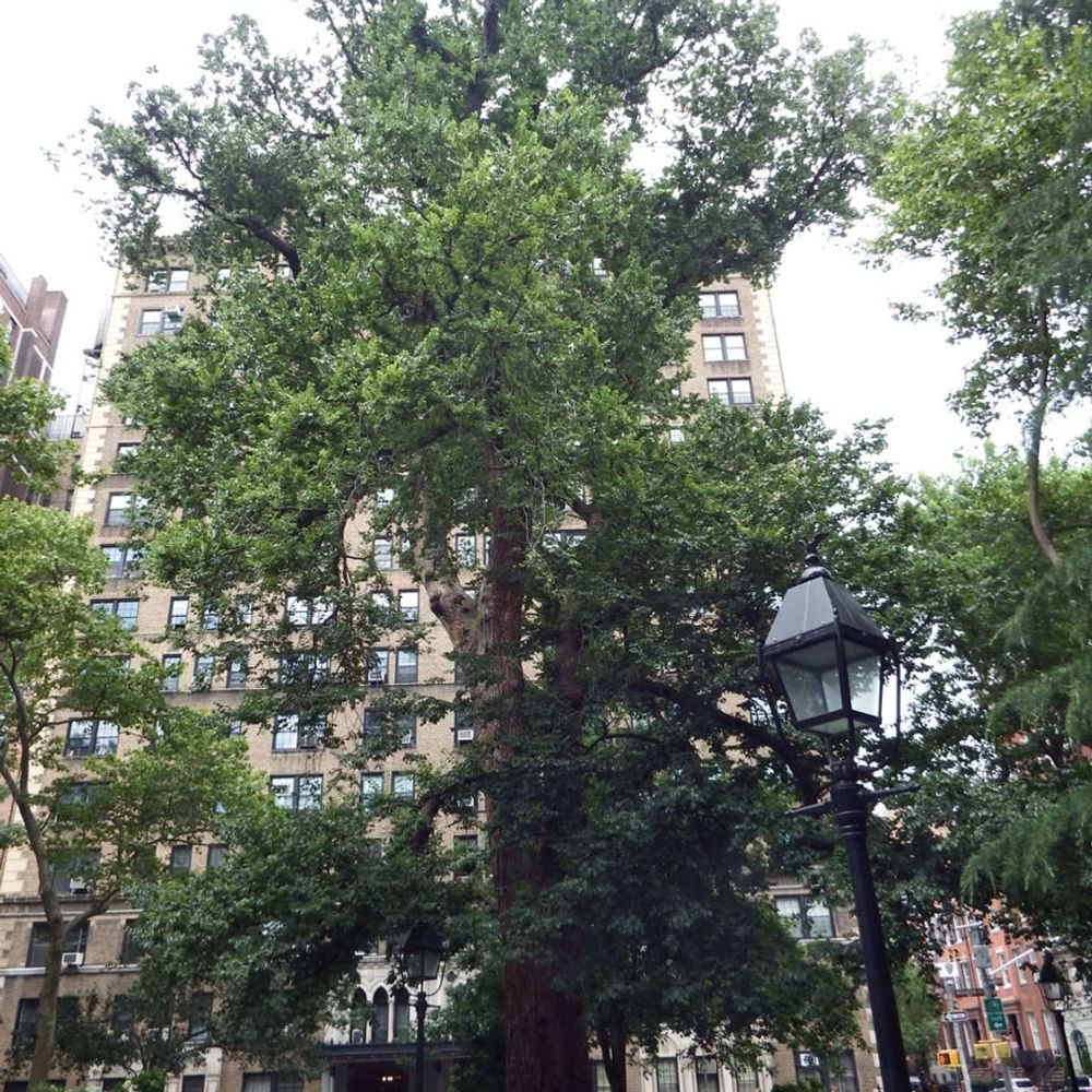 Hangman's Elm 🌳🍁🌴
