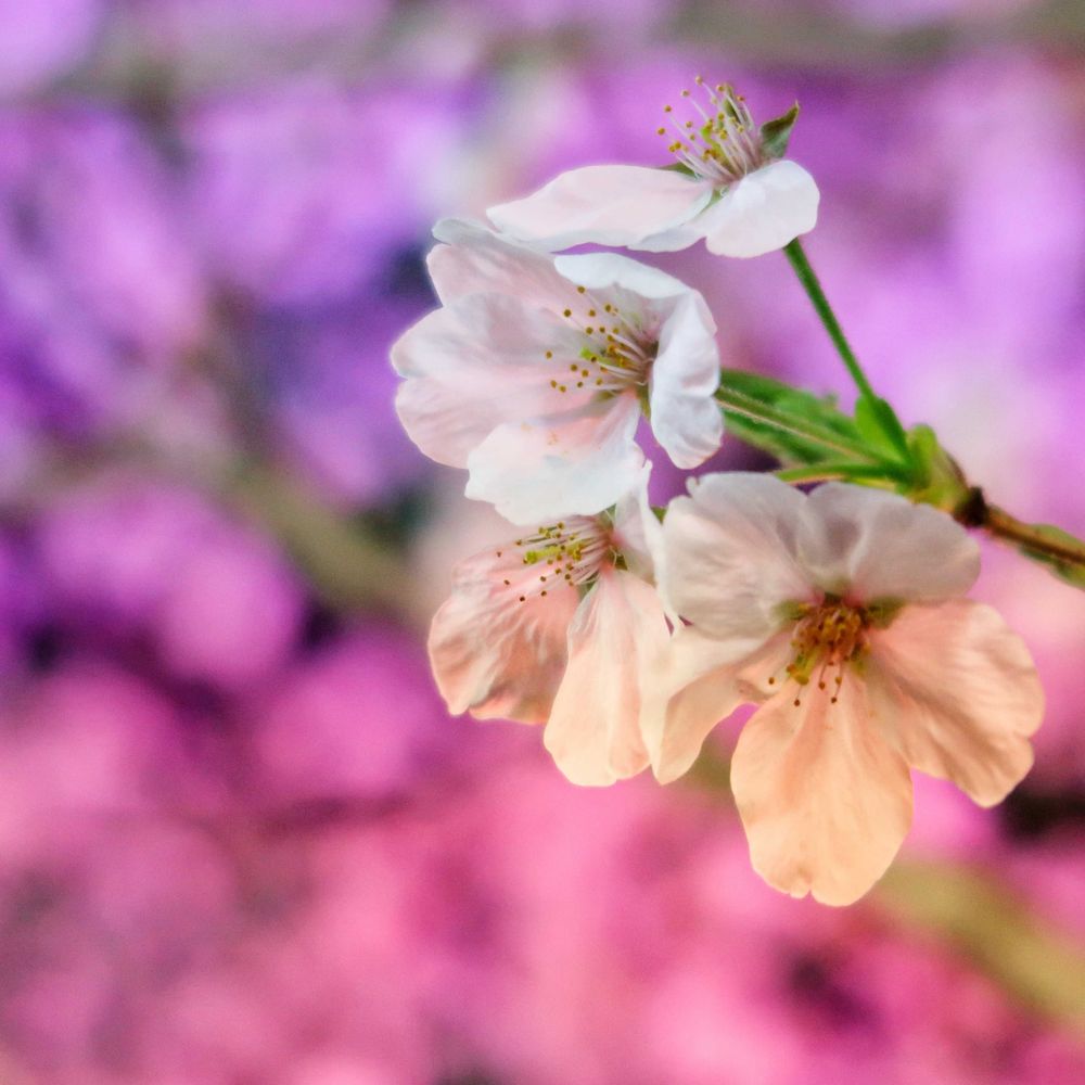 葵花