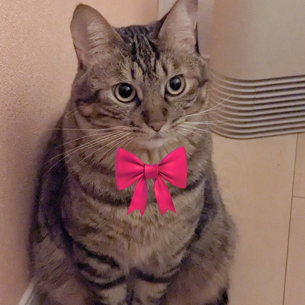Mako🐱🐾