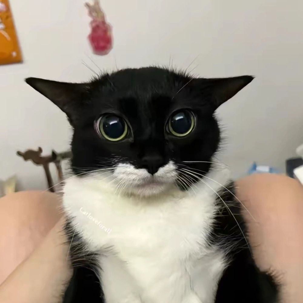 Misterex