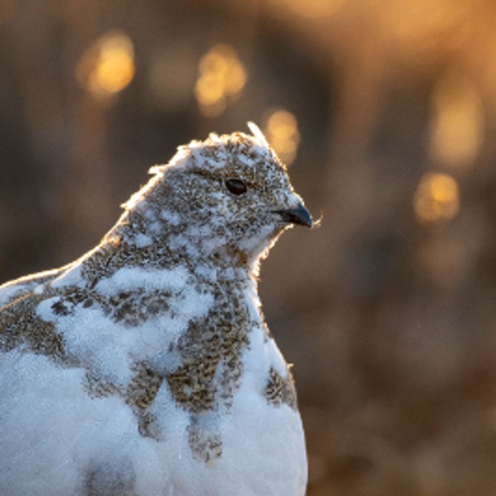 Birds of Colorado