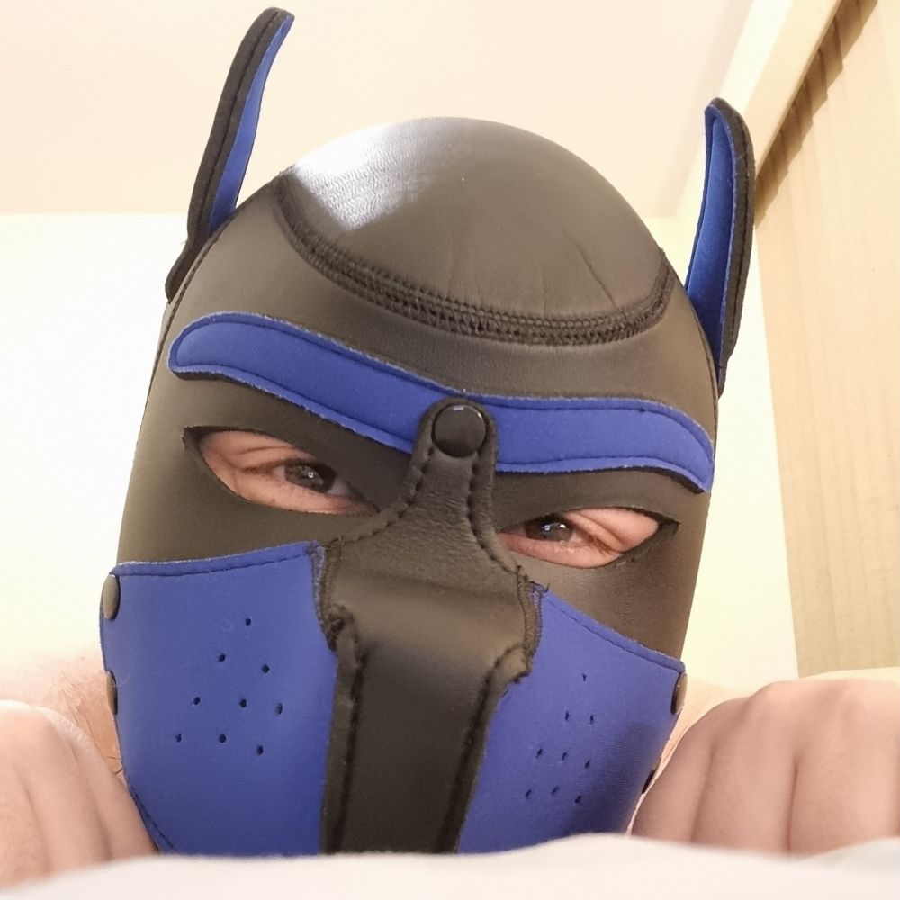 Puppy scotty