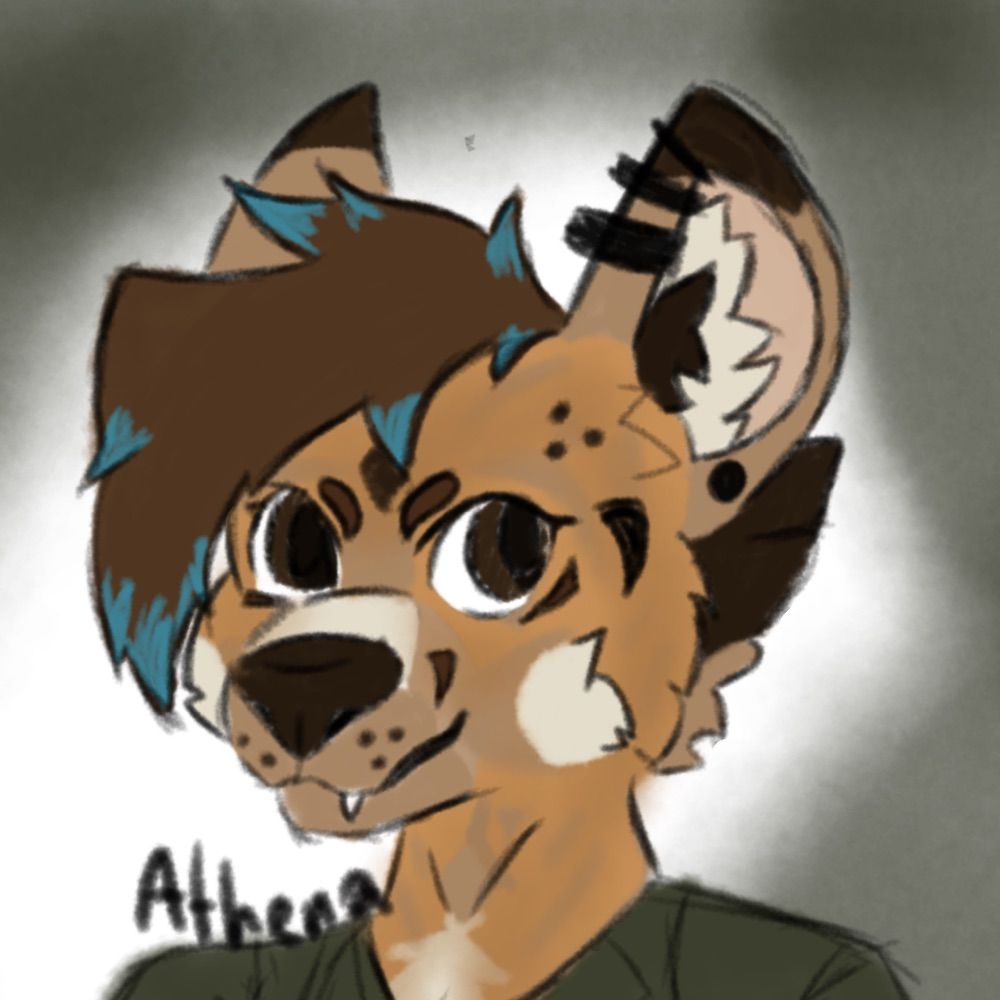 Athena The yote