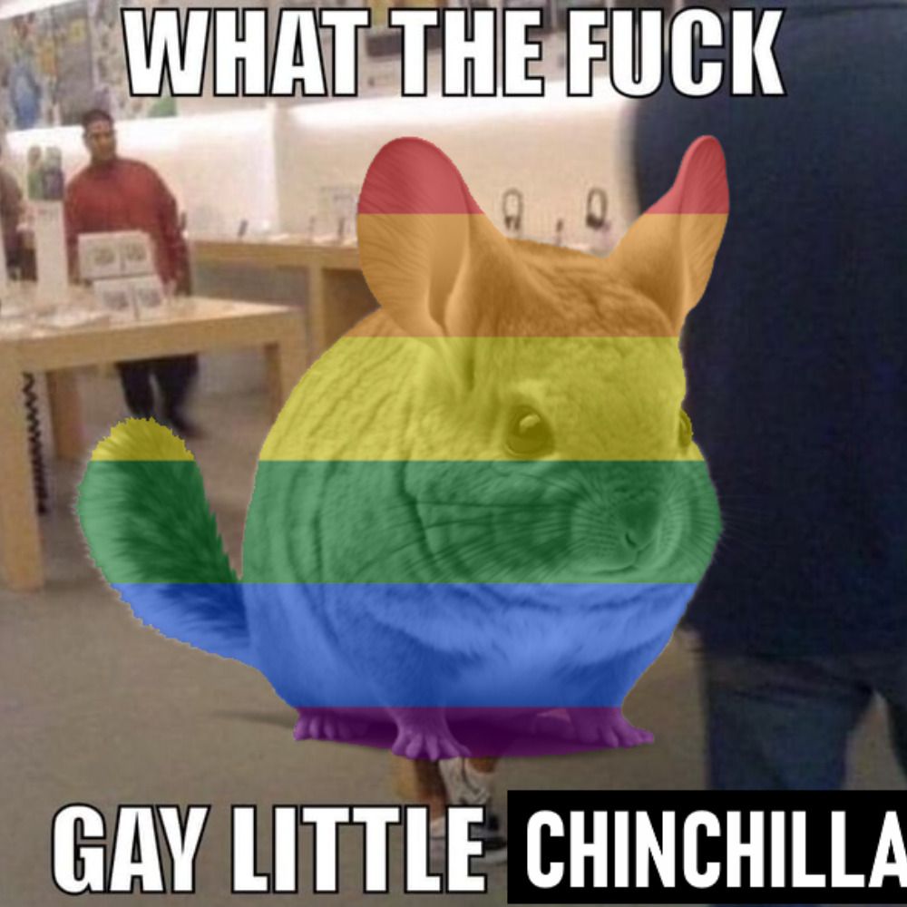 Gay Chinchilla Thing's avatar
