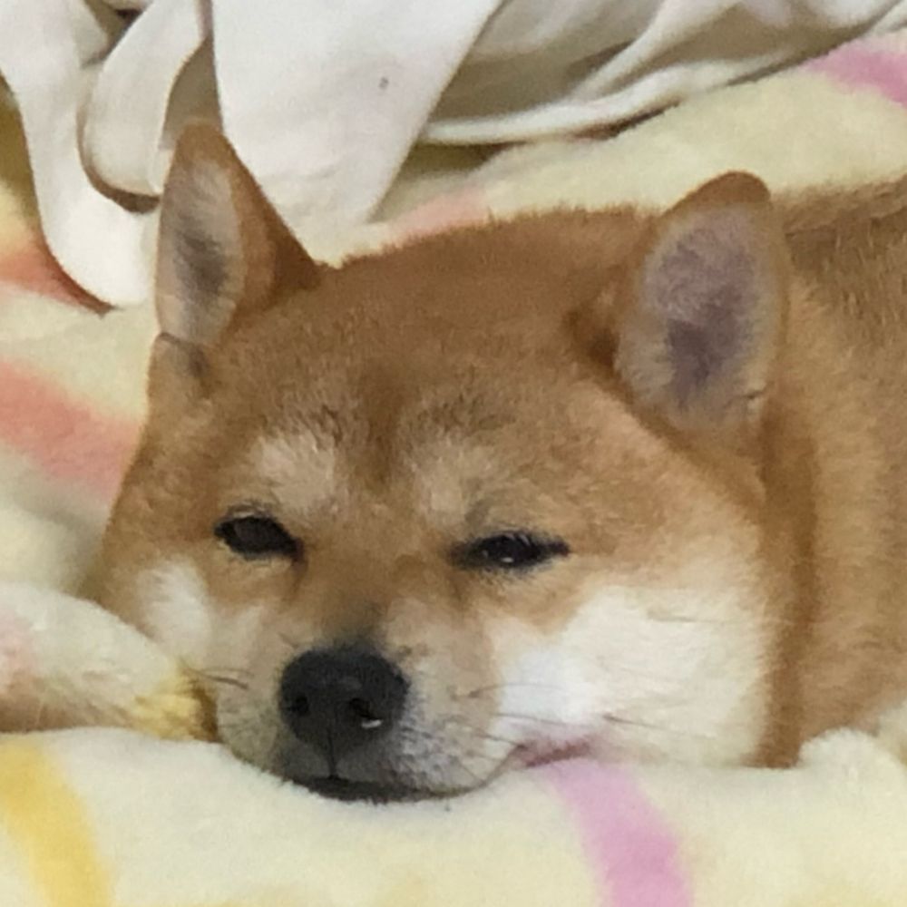 ゆず
