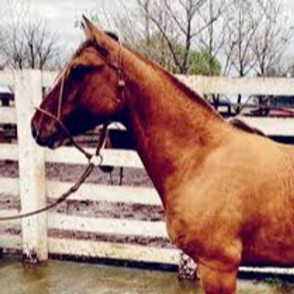 Lustrosa 🐎