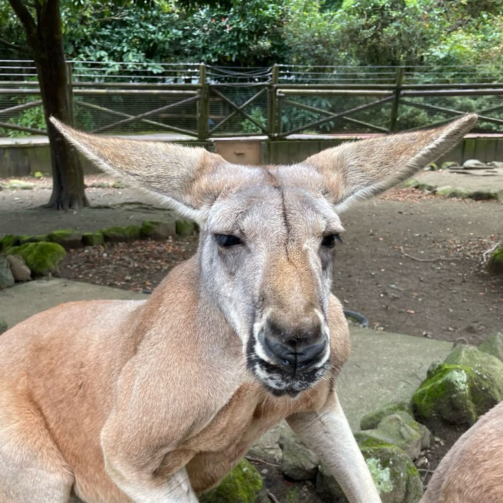 ネギ僧