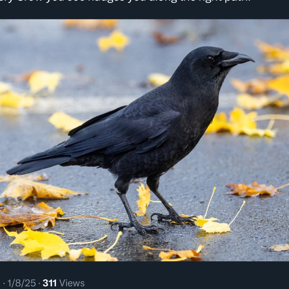 Raven 🐦‍⬛