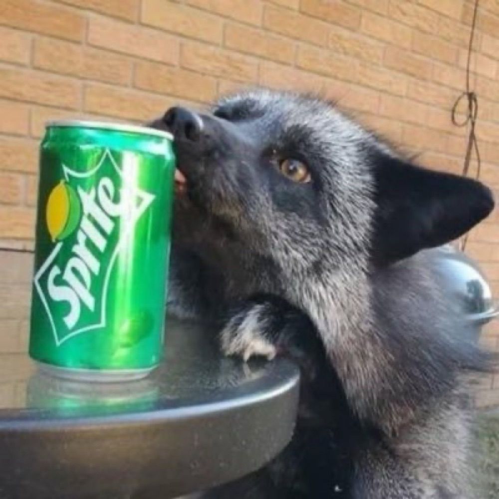 (HOLE)fox!